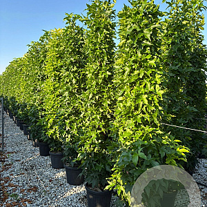 Liquidambar s. 'SlenderSilhouette' 12-14 cm container geveerd