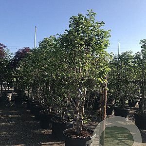 Magnolia 'Galaxy' 300-350 cm container meerstammig