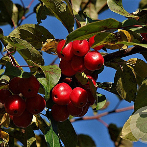 Malus 'Red Sentinel' 200-250 cm container meerstammig