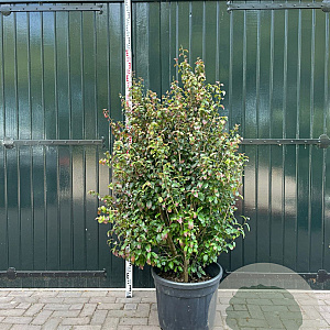 Parrotia persica Persian Spire 175-200 cm container meerstammig