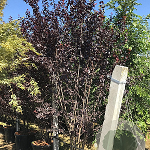 Prunus cer. 'Nigra' 300-350 cm container meerstammig