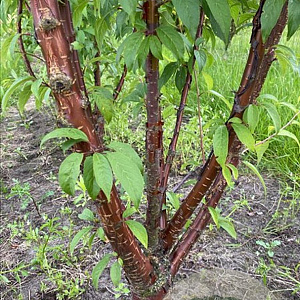 Prunus serrula 200-250 cm container meerstammig