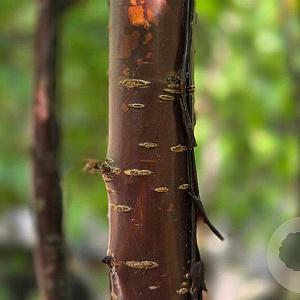 Prunus serrula 200-250 cm container meerstammig