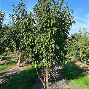 Prunus ser. 'Kanzan' 200-250 cm container meerstammig