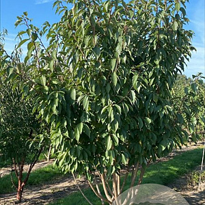 Prunus ser. 'Kanzan' 200-250 cm container meerstammig