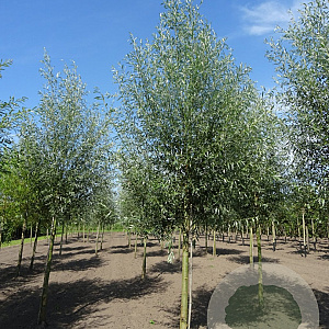 Salix alba 'Belders' 25-30 cm draadkluit