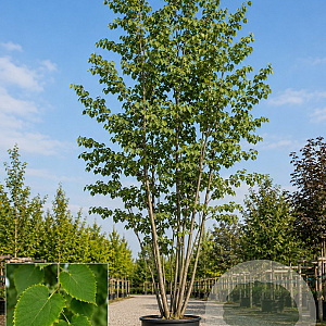 Tilia henryana 250-300 cm 45L meerstammig