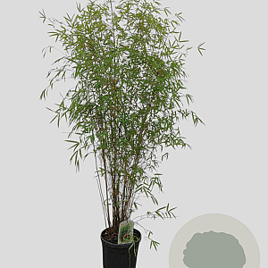 Fargesia angustissima 150-175 cm 10L