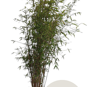 Fargesia angustissima 150-175 cm 10L