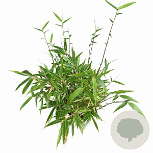Fargesia robusta 60-80 cm 5,0L