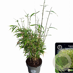 Fargesia robusta 60-80 cm 5,0L