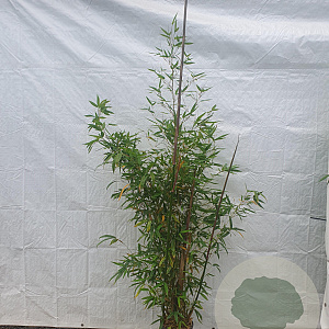 Phyllostachys aurea 150-175 cm 10L