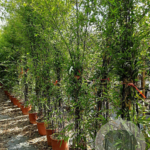 Phyllostachys nigra 200-250 cm 18L