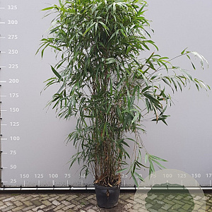 Pseudosasa japonica 250-300 cm 35L