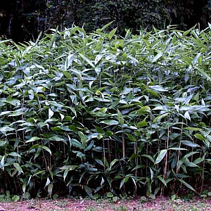 Sasa palmata nebulosa 10-15 cm 2,0L