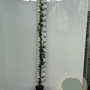 Hedera helix 150-175 cm 7,5L Gestokt