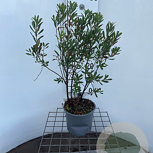 Myrica gale 30-40 cm 3,0L