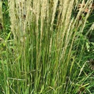 Calamagrostis acut. 'Karl Foerster' GM P9