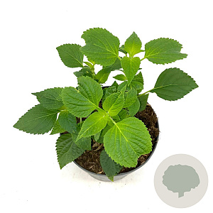 Salvia 'Amistad' GM 2,0L