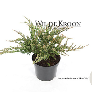 Juniperus h. 'Blue Chip' 20-25 cm 2,0L