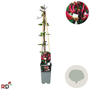 Lonicera per. 'Serotina' 70 cm 2,0L