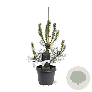 Pinus nigra nigra 60-80 cm 5,0L