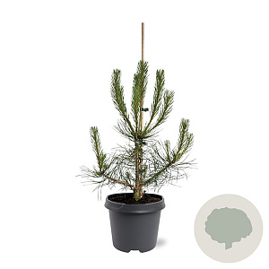 Pinus nigra nigra 60-80 cm 5,0L