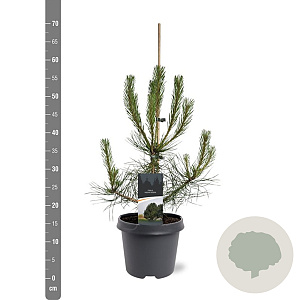 Pinus nigra nigra 60-80 cm 5,0L