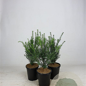 Taxus baccata 30-40 cm 3,5L