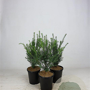 Taxus baccata 30-40 cm 3,5L