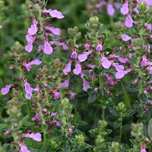 Teucrium chamaedrys 'Album' GM P9