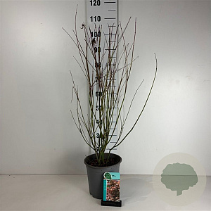 Acer palmatum 80-100 cm cont. 65L