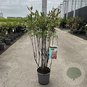 Cornus alba Miracle 80-100 cm cont. 65L