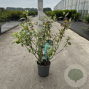 Cornus alba 'Sibirica Variegata' 60-80 cm cont. 65L