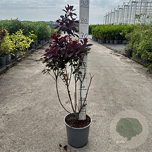 Cotinus cog. 'Royal Purple' 60-80 cm cont. 65L
