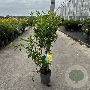 Forsythia int. 'Spectabilis' 80-100 cm cont. 65L