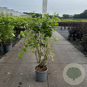 Philadelphus coronarius 80-100 cm cont. 65L