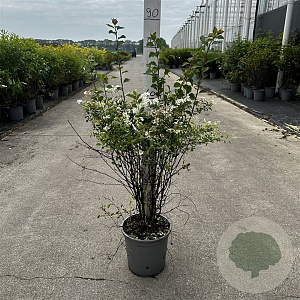 Spiraea vanhouttei 60-80 cm cont. 65L