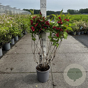 Weigela 'Red Prince' 60-80 cm cont. 65L