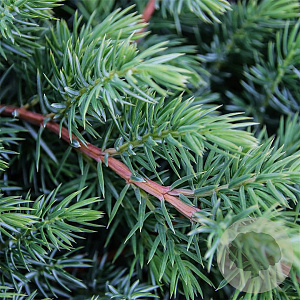 Juniperus conferta 'Schlager' 30-40 cm 3,0L