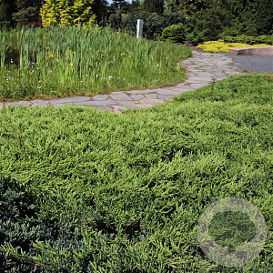 Juniperus conferta 'Schlager' 30-40 cm 3,0L