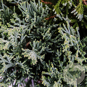 Juniperus horizontalis 'Wiltonii' 25-30 cm 3,5L