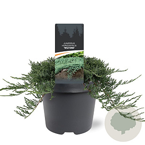 Juniperus horizontalis 'Wiltonii' 25-30 cm 3,5L