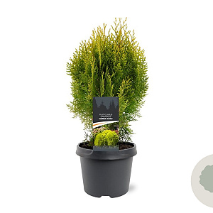 Platycladus or. 'Aurea Nana' 25-30 cm 3,5L