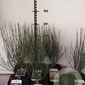 Cytisus praecox 'Allgold' 25-30 cm 2,0L
