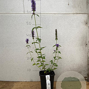 Agastache 'Black Adder' GM  P11