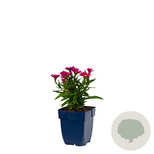 Aster (D) 'Jenny' GM  P11