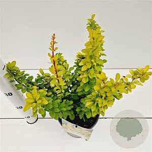Berberis thunb. 'Maria' 25-30 cm 2,5L
