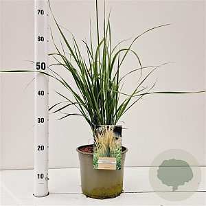 Calamagrostis acut. 'Karl Foerster' gm 4,0L
