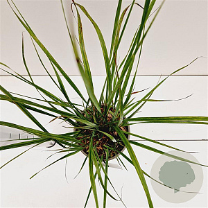 Calamagrostis acut. 'Karl Foerster' gm 4,0L